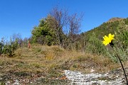 54 Anche un bel fiore giallo mi indica la meta 